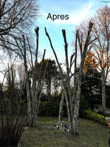 Photo de galerie - Elagage et coupe d'arbres