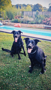 Photo de galerie - Tishka et sa sœur Laika