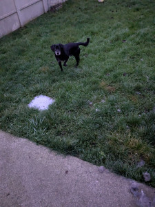 Photo de galerie - Garde chien type labrador 