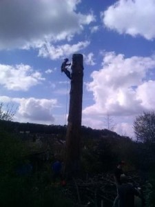 Photo de galerie - Elagage Bolard
 0672375278
devis gratui 