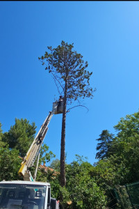 Photo de galerie - Elagage et coupe d'arbres