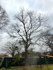 Photo de galerie - Taille d’un grand chêne