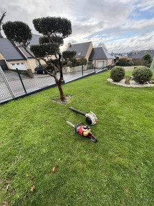 Photo de galerie - Taille d'olivier en plateaux