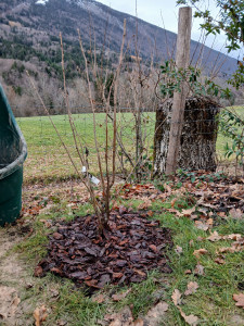 Photo de galerie - Plantation noisetier ( plant en racines nues)