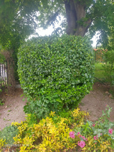 Photo de galerie - Taille d'un arbuste 