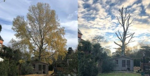 Photo de galerie - Elagage et coupe d'arbres