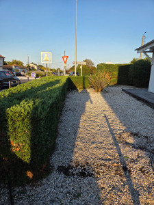 Photo de galerie - Taille de haie 