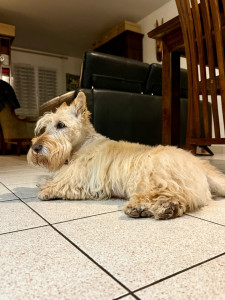 Photo de galerie - Garde chien