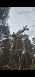 Photo de galerie - Abattage par démontage d'un pin de 23 metres
