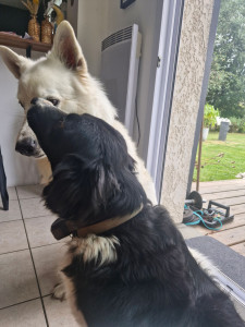 Photo de galerie - Garde chien , grand jardin clos .