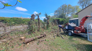 Photo de galerie - Arrachage d une haie de cyprès 50m linaire plus broyage 