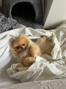 Photo de galerie - Toilettage