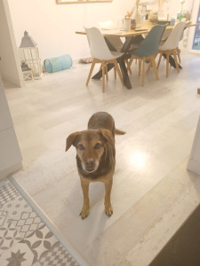 Photo de galerie - Miel, petite chienne adorable et très calme qui vient en garde à la maison.