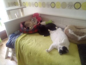 Photo de galerie - Garde chat