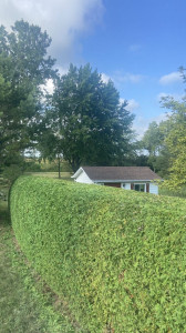 Photo de galerie - Taille de haie à bouliac 