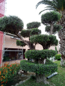 Photo de galerie - Jardinier