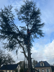 Photo de galerie - Abattage par démontage 