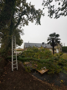 Photo de galerie - Élagage 