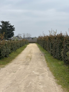 Photo de galerie - Taille de haies et d'arbustes