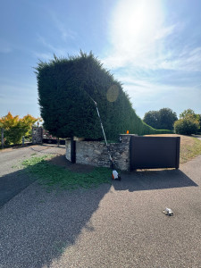 Photo de galerie - Taille de Tuya 