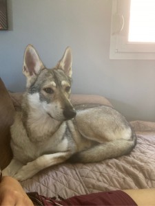 Photo de galerie - Garde chien