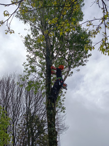 Photo de galerie - Peuplier à démonter 