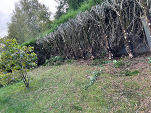 Photo de galerie - Rabattage d’une haies 