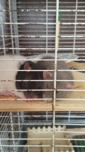 Photo de galerie -  je me propose aussi a garder vos rongeurs
j'ai deux petites ratounes adorables ?