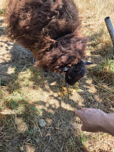 Photo de galerie - Mes 1ers 2 moutons... Lulu (que l'on ne voit pas sur la photo) et Berlue