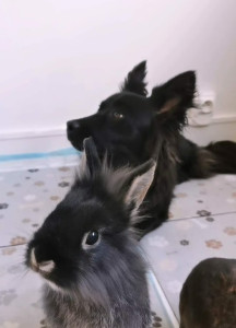 Photo de galerie - Mila et son lapin. Je sais m'occuper de chiens, chats, rongeurs, poissons, totue..