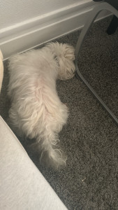 Photo de galerie - Garde chien