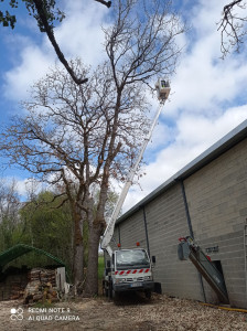 Photo de galerie - Elagage et coupe d'arbres