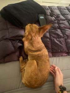 Photo de galerie - Garde animaux