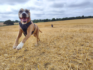 Photo de galerie - Ballade en campagne 