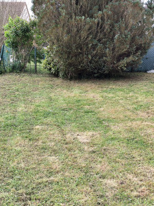 Photo de galerie - Tonte de pelouse et nettoyage des abords à la débroussailleuse.