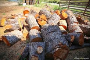 Photo de galerie - Coupe d'arbre  tomber et branche sur divers arbre debout  pas de grande hauteur 