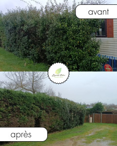 Photo de galerie - Taille de haies et d'arbustes