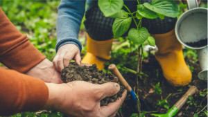 Photo de galerie - Je vous propose de vous aider à faire votre jardin 
pelouse 
et toutes autres tâches extérieures dont vous aurez besoin 