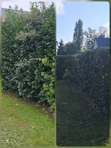 Photo de galerie - Taille laurier 