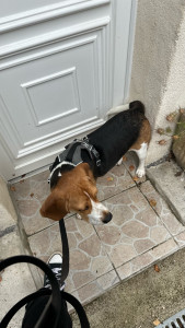 Photo de galerie - Yuki, chien gardé plusieurs matinées et promené à chaque 