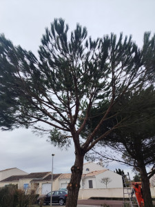 Photo de galerie - éclaircissage d'arbre 
