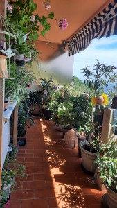 Photo de galerie - Fin de la réalisation du nettoyage   des plantes et de la terrasse