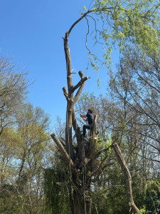 Photo de galerie - Démontage et abattage d’un sole pleureur 