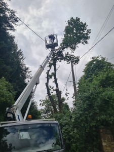 Photo de galerie - Elagage et coupe d'arbres