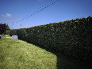 Photo de galerie - Réalisation d'une taille de haie d'elaeagnus