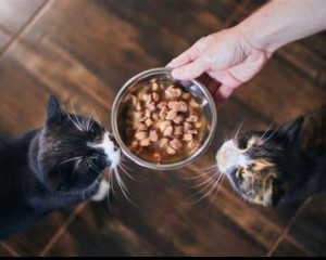 Photo de galerie - Garder votre chat en votre absence 