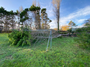 Photo de galerie - Abattage délicat de Cyprès