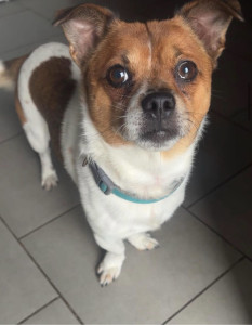 Photo de galerie - Garde chien