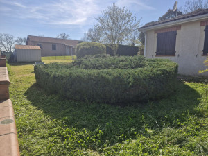 Photo de galerie - Taille d'un genévrier après 