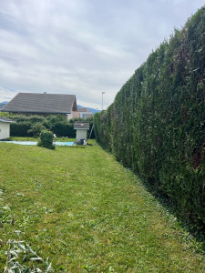 Photo de galerie - Taille de haie 